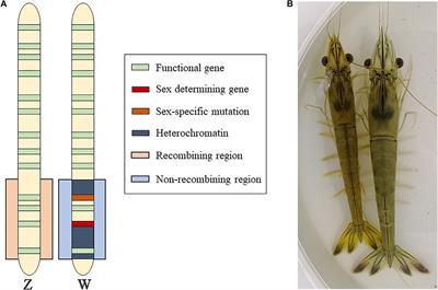 Evidences of Z- and W-Linked Regions on the Genome of Fenneropenaeus chinensis